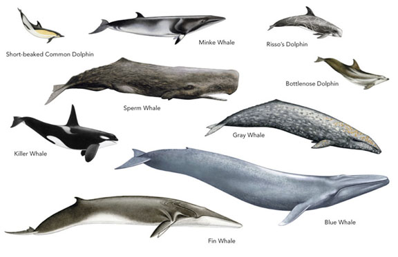 Cetaceans