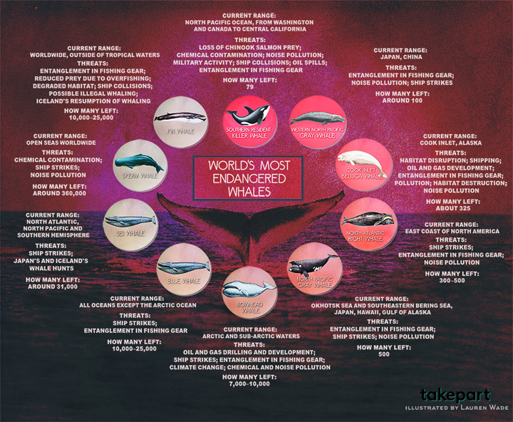 TakePart Whale Graphic